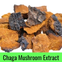 chaga mushroom