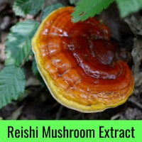 Reishi - Ganoderma Lucidum mushroom
